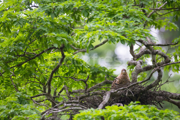 Young tiger heron in treetop nest Stock photo © Juhku