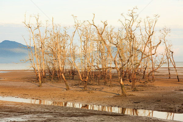 Zdjęcia stock: Martwych · drzew · plaży · niski · fala · parku