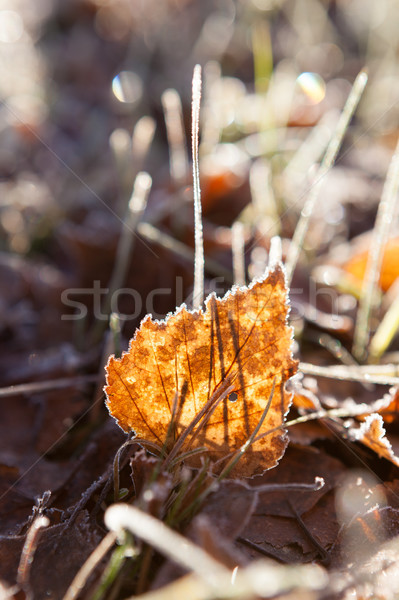 Mróz brzozowy pozostawia ziemi zimno zimą Zdjęcia stock © Juhku