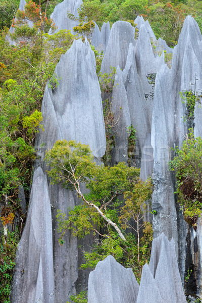 石灰石 公園 編隊 婆羅洲 馬來西亞 森林 商業照片 © Juhku