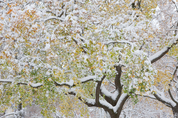 Foto stock: Primeiro · neve · cidade · parque · árvore