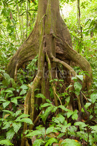 Big tree deep in rainforest borneo Stock photo © Juhku