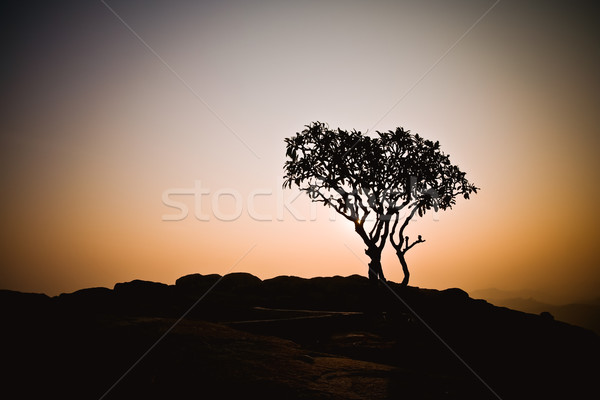 Stockfoto: Boom · silhouet · zonsopgang · klein · natuur · oranje