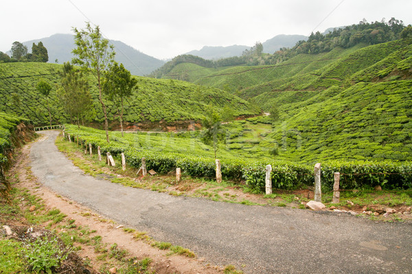 Tea plantations munnar india Stock photo © Juhku