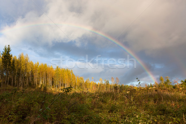 Rainbow and forest landscape Stock photo © Juhku