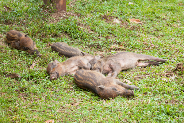 Baby wild boars sleeping on grass Stock photo © Juhku