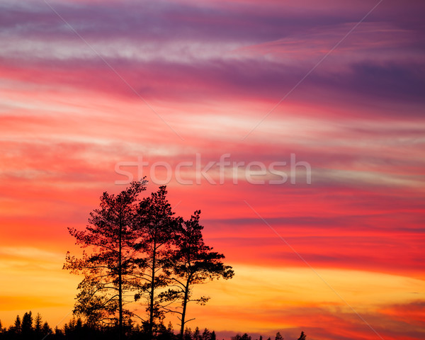 Baum Silhouette schönen lebendige Sonnenuntergang Wolken Stock foto © Juhku