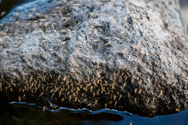 Mosquitoes on rock at lake Stock photo © Juhku