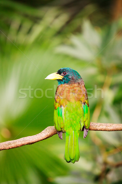 Exotic colorful bird sitting on a branch Stock photo © Juhku