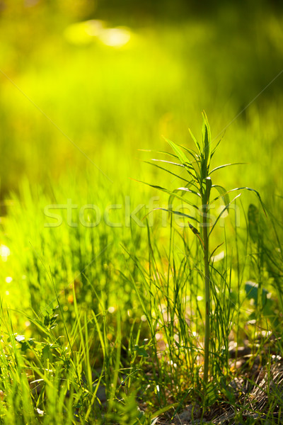 Verde planta creciente hierba naturaleza Foto stock © Juhku