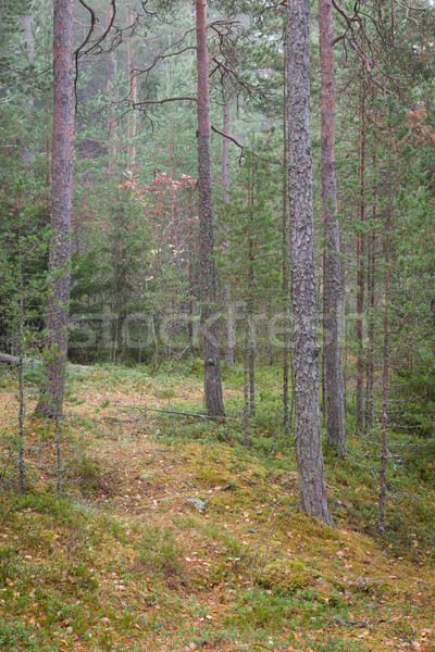 Lasu mglisty dzień scena Finlandia świetle Zdjęcia stock © Juhku