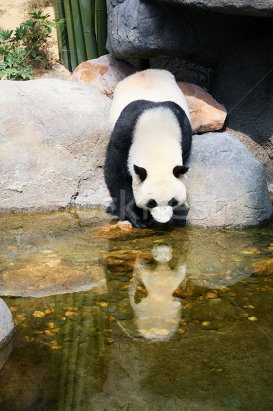 Сток-фото: Panda · воды · гигант · дерево · несут · парка