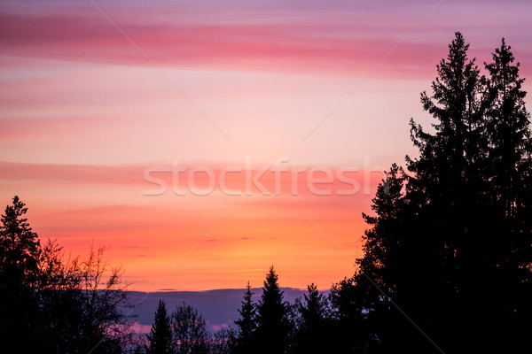 Beautiful sunset sky and tree silhouettes Stock photo © Juhku