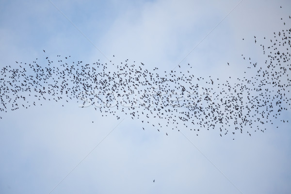 Bats flying in gunung mulu national park Stock photo © Juhku