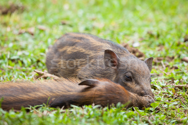 Baba vad alszik fű sár föld Stock fotó © Juhku