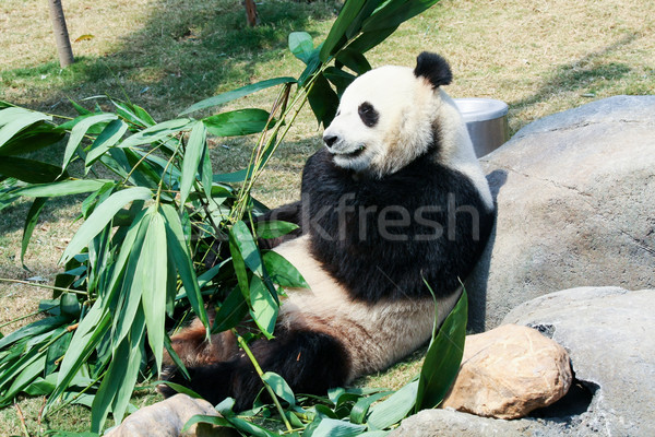 Panda eating bamboo Stock photo © Juhku