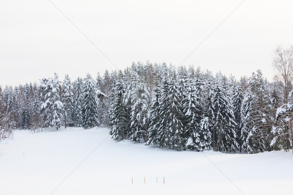 Snow covered forest and field Stock photo © Juhku