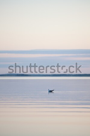 Gull on the lake Stock photo © Juhku