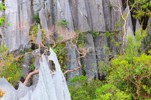 Calcaire parc formation bornéo Malaisie arbres [[stock_photo]] © Juhku