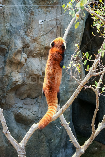 Piros panda mászik fa állatkert természet Stock fotó © Juhku