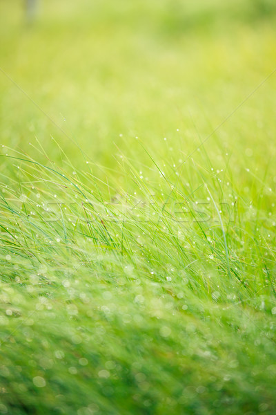 Stock foto: Abstrakten · Feuchtigkeit · Gras · dew · Textur · Frühling