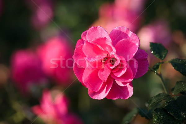 Foto stock: Orvalho · gotas · canteiro · de · flores · beleza · verde