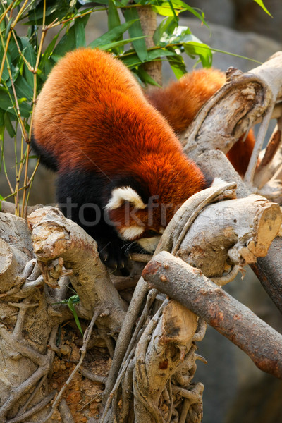 Rood panda klimmen boom dierentuin beer Stockfoto © Juhku