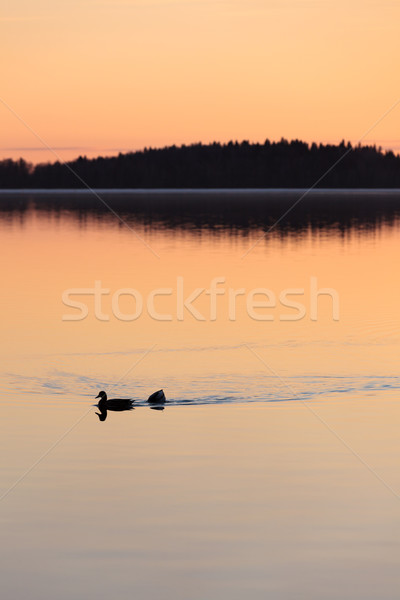 Ducks swimming in lake at sunset time Stock photo © Juhku
