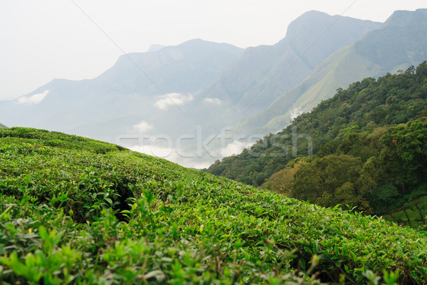 Stock photo: Tea plantations in munnar india