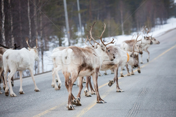 Reindeer flock in the way at road Stock photo © Juhku