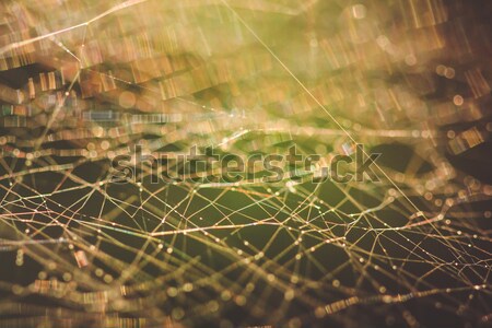 Teia de aranha macro abstrato raso campo rede Foto stock © Juhku