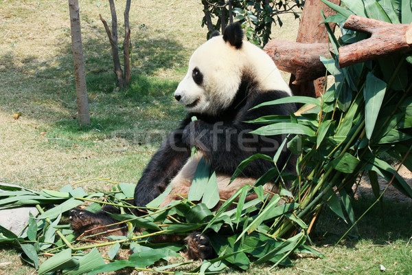 Foto stock: Panda · comer · bambú · gigante · tener · tropicales