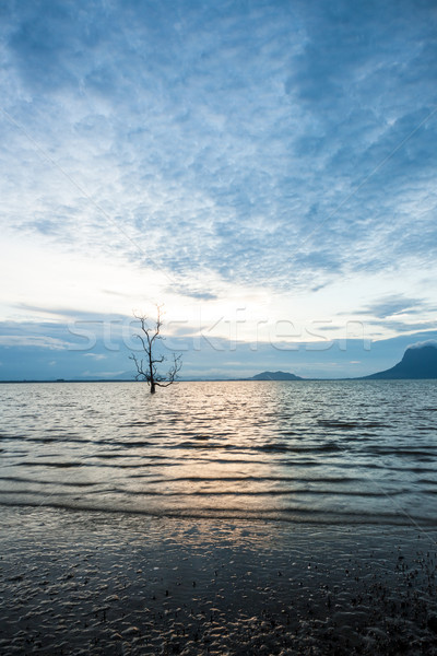 Singuratic copac apă apus ocean plajă Imagine de stoc © Juhku