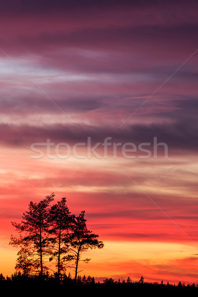 Ağaç siluet güzel canlı gün batımı bulutlar Stok fotoğraf © Juhku