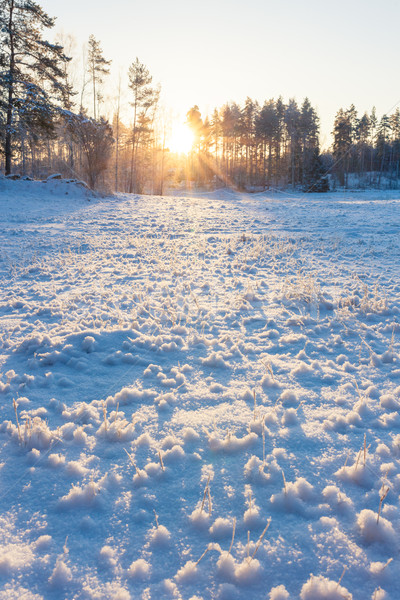 Grassland field at winter Stock photo © Juhku