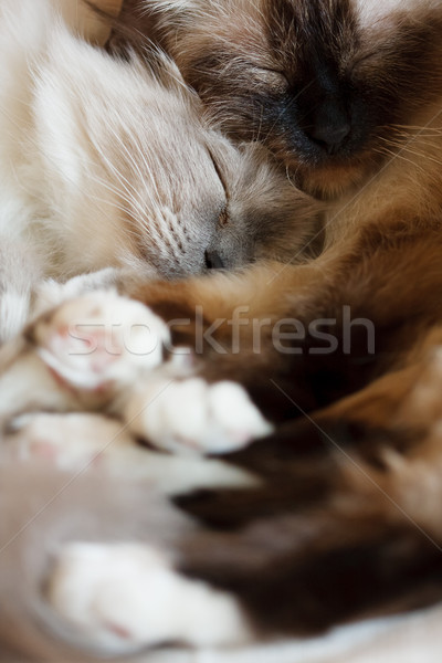 Two cute cats sleeping Stock photo © Juhku
