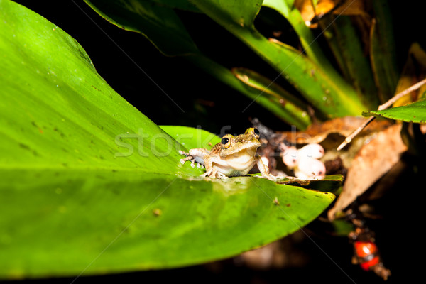 Small frog at big leaf in rainforest Stock photo © Juhku