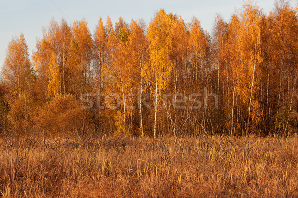 Naturaleza paisaje otono colores vibrante forestales Foto stock © Juhku