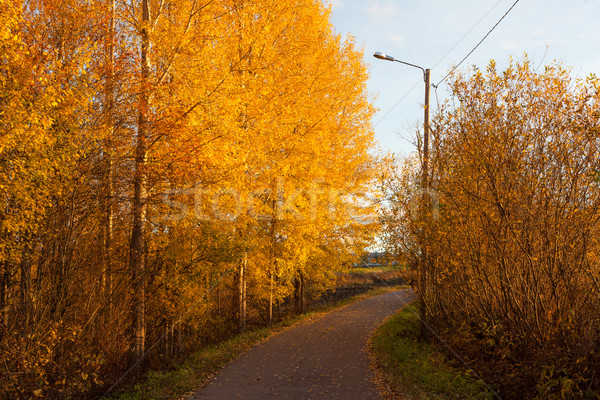 Road and colorful autumn foliage Stock photo © Juhku