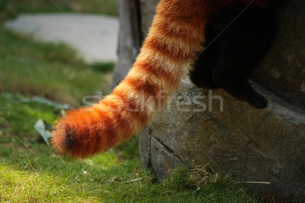 Vermelho panda fofo cauda listrado natureza Foto stock © Juhku