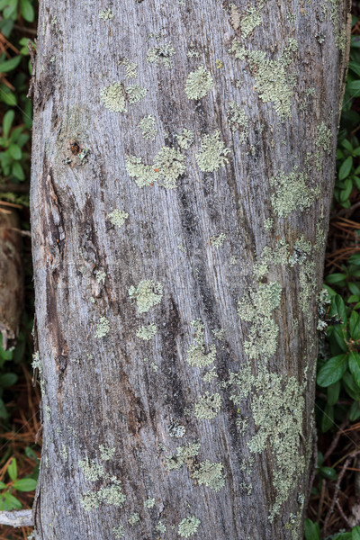 古い 枯れ木 クローズアップ 森林 テクスチャ ツリー ストックフォト © Juhku