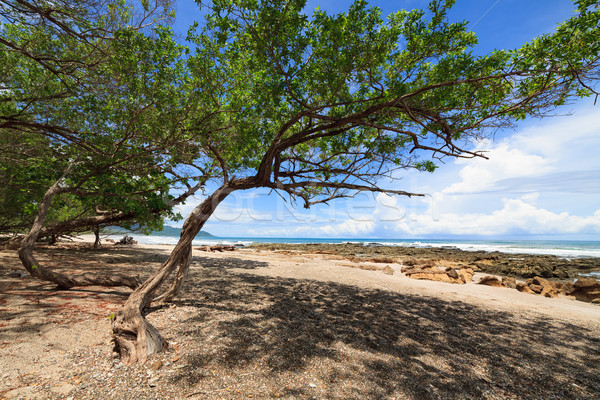 Tree on the beach Stock photo © Juhku