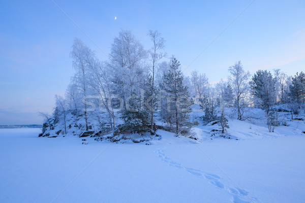 Eingefroren Bäume Fußabdrücke Schnee Winter Landschaft Stock foto © Juhku