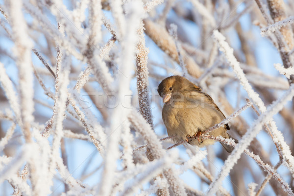 Vrabie şedinţei inghet tufiş însorit iarnă Imagine de stoc © Juhku