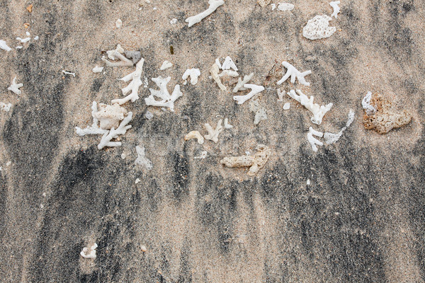 Trocken Korallen Teile Strand Sand Natur Stock foto © Juhku
