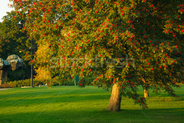 Big rowan tree and ripe berries Stock photo © Juhku