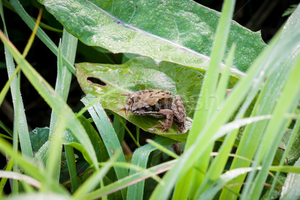 Frosch Gras Morgen dew Blatt Auge Stock foto © Juhku