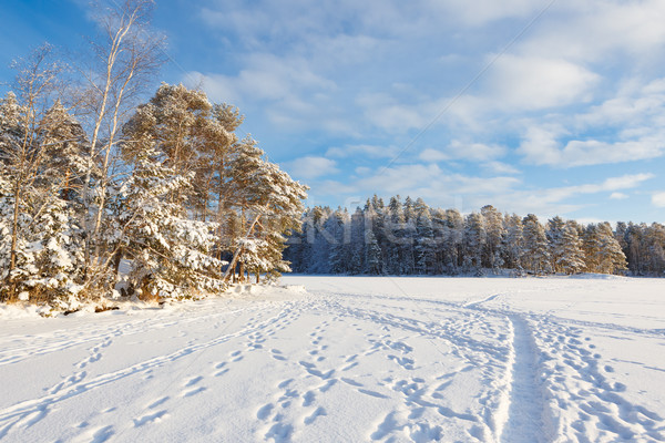 Bevroren meer sneeuw gedekt bos zonnige Stockfoto © Juhku