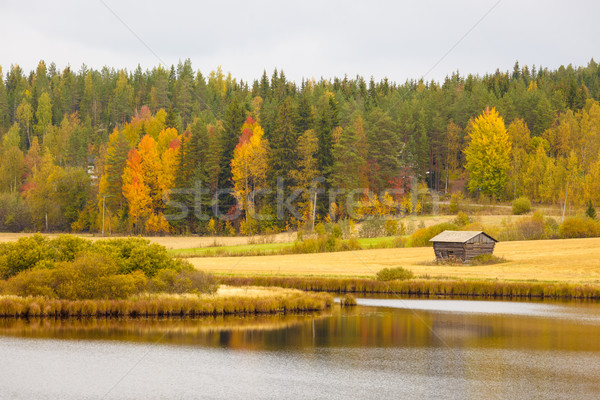 美麗 秋天 景觀 芬蘭 天空 樹 商業照片 © Juhku