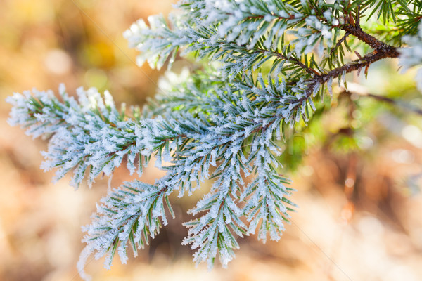 Frozen spruce branch Stock photo © Juhku